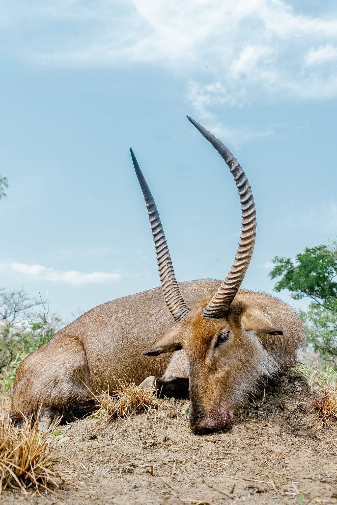 South Africa bowhunting 1