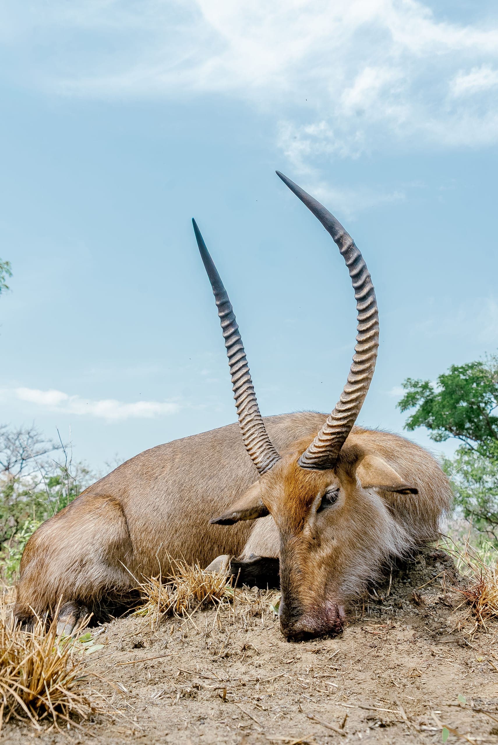 Bowhunting in Namibia